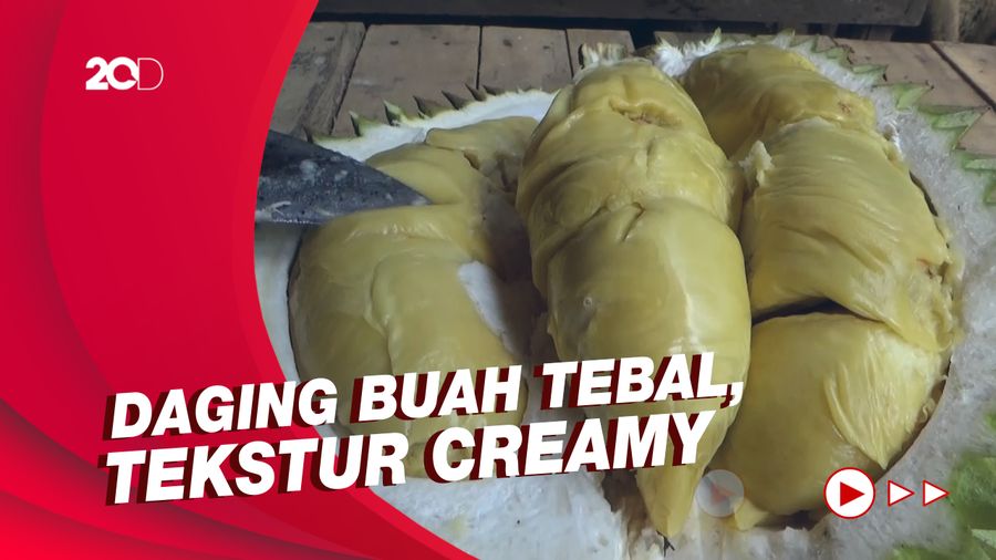 Menikmati Legitnya Durian Mentega dari Lereng Semeru