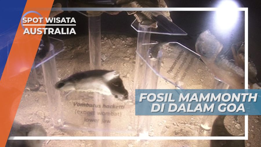 Menjelajahi Sisa-sisa Fosil Mammonth di Dalam Goa, Australia