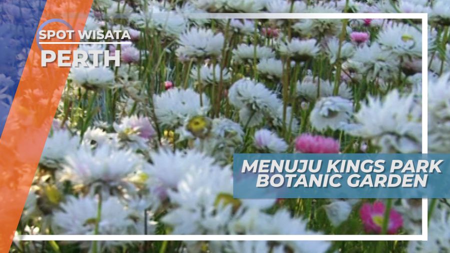 Mengunjungi Festival Bunga di Taman Hijau Terbesar kota Perth, Australia
