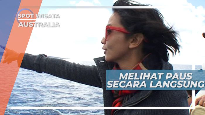 Melihat Dari Dekat Paus Biru yang Sedang Mengarungi Lautan Australia