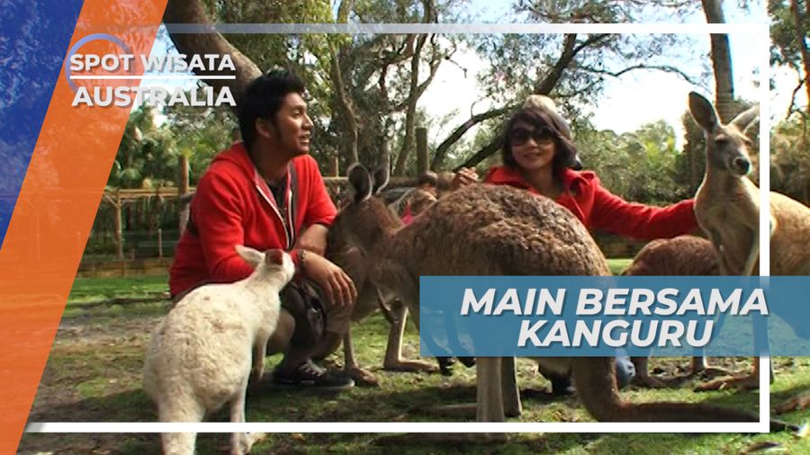 Memberi Makan Kanguru, Satwa Berkantung Khas Australia