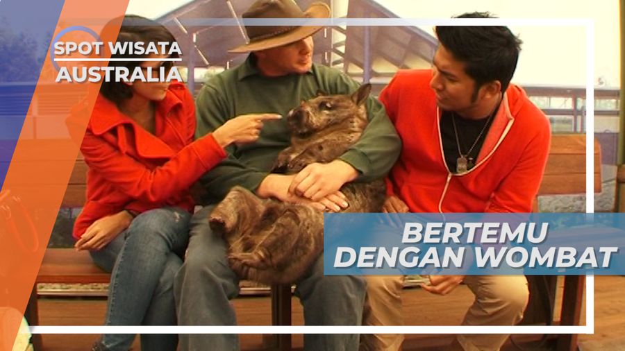 Bertemu Wombat, Satwa Khas Australia di Chaverman Wildlife Park
