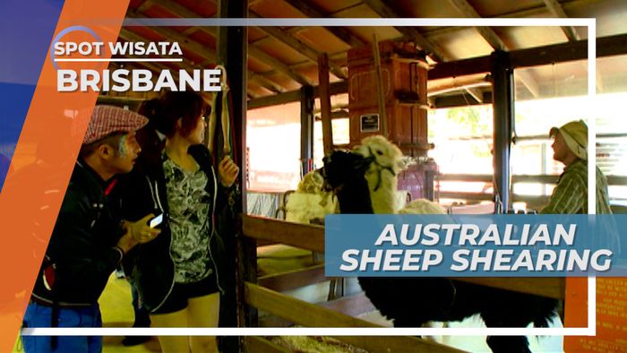 Sheep Shearing, Pertunjukan Cukur Domba yang Unik di Brisbane Australia