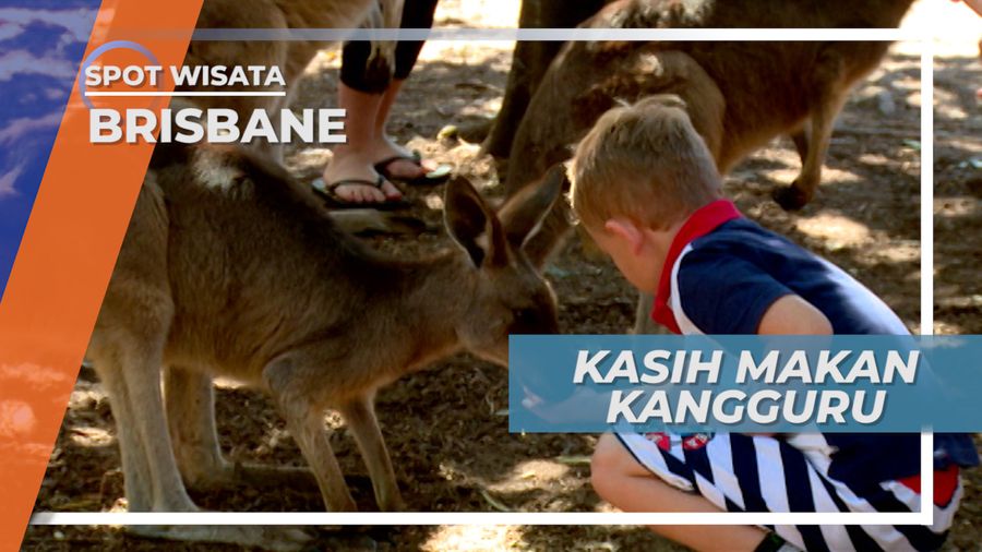 Memberi Makan Kanguru, Satwa Khas Australia yang Menggemaskan