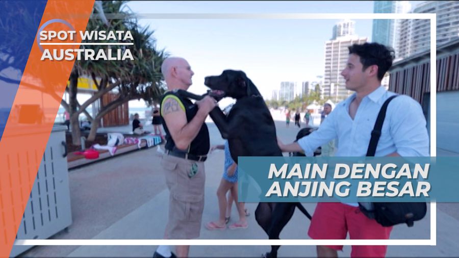 Berinteraksi Dengan Anjing Lucu di Gold Coast Austalia