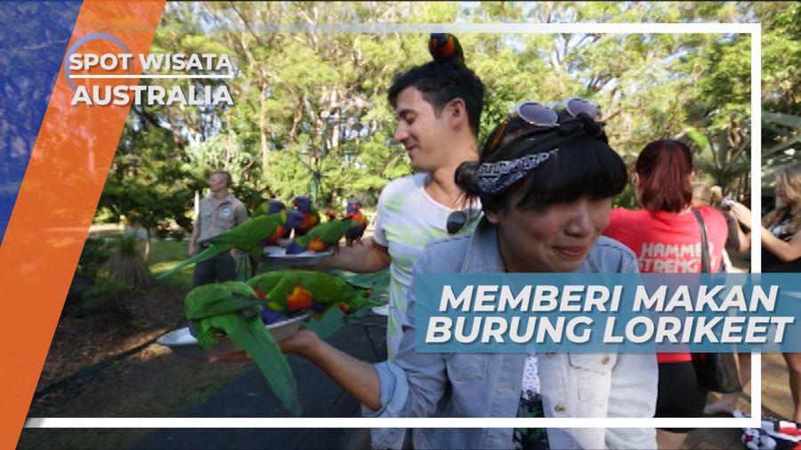 Susu Bubuk dan Madu, Makanan Favorit Burung Lorikeet Australia