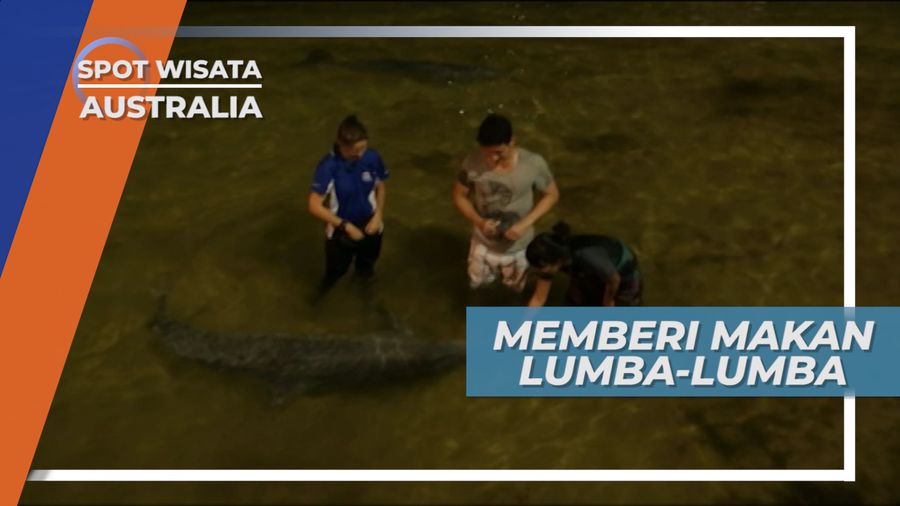 Memberi Makan Lumba-lumba di Tepi Pantai Tangalooma Island Australia
