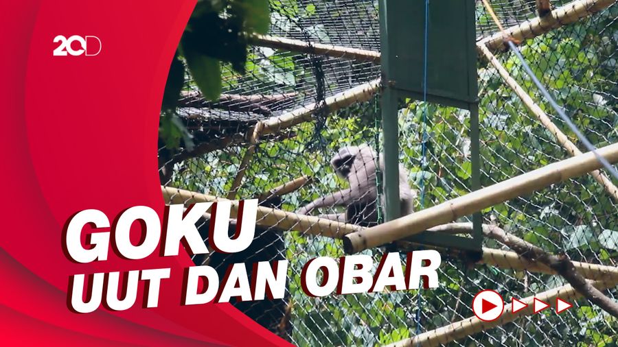 Momen Pelepasan 3 Owa Jawa di Kawasan Cagar Alam Gunung Tilu