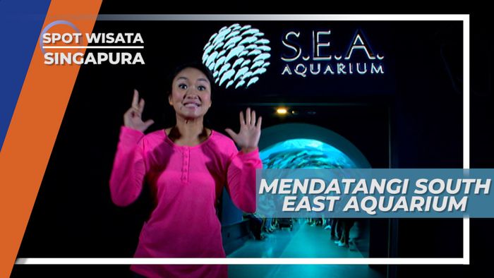 Mengunjungi Aquarium Raksasa Terbesar di Dunia, Singapura