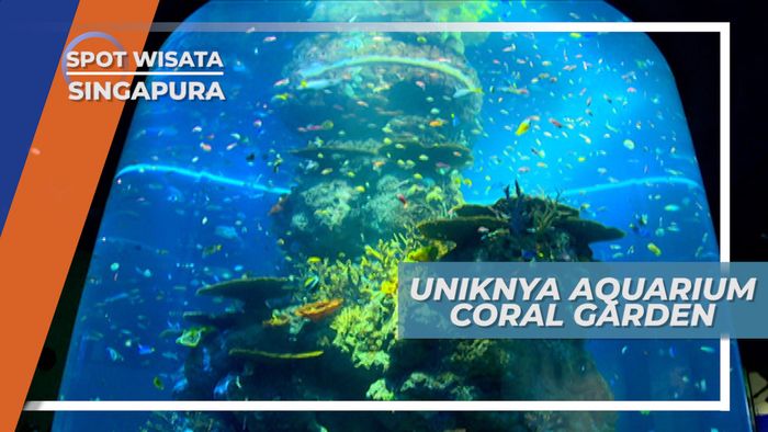 Coral Garden, Miniatur Terumbu Karang yang Unik dan Menarik, Singapura