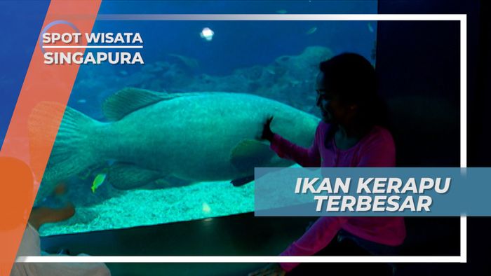 Bikin Takjub, Ikan Kerapu Terbesar Penghuni Aquarium Raksasa, Singapura