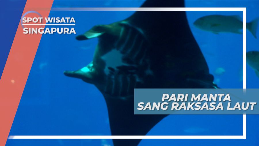 Pari Manta, Sang Raksasa Laut Penghuni Aquarium Raksasa, Singapura