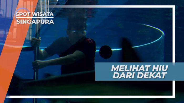 Melihat Predator Laut dari Jarak Dekat, Berasa Tanpa Sekat, Singapura