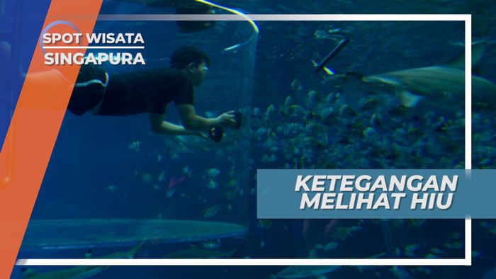 Bikin Deg-degan, Sensasi Seru Melihat Predator Laut dari Dekat, Singapura
