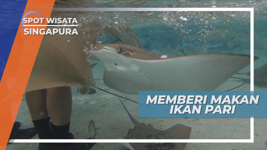 Serunya Memberi Makan dan Berinteraksi Dengan Ikan Pari, Singapura