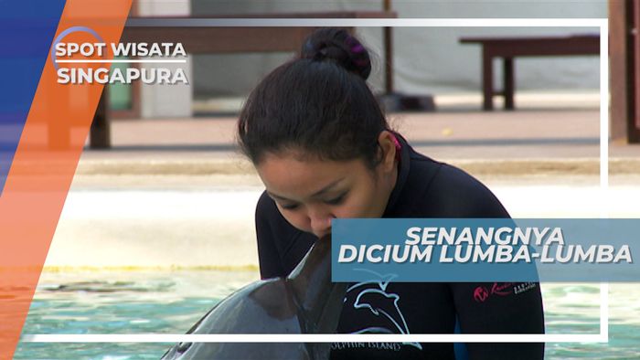 Senangnya Bermain dan Berinteraksi Langsung Dengan Lumba-lumba, Singapura