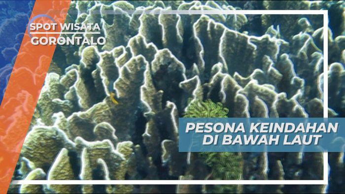 Pesona Keindahan di Bawah Laut, Pulau Saronde Gorontalo