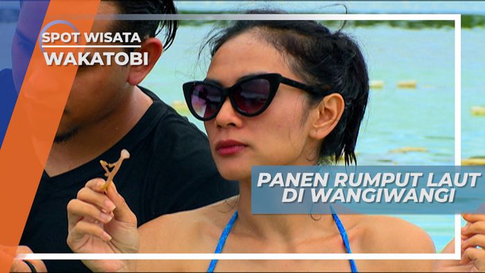 Melihat Panen Rumput Laut di Wangiwangi, Wakatobi Sulawesi Tenggara