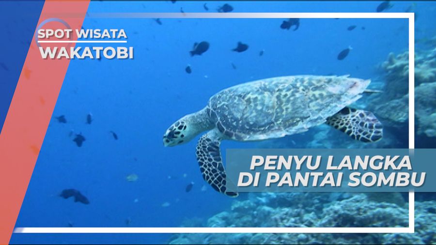 Bertemu Penyu Langka Di Gugusan Karang, Lepas Pantai Sombu Wakatobi Sulawesi Tenggara