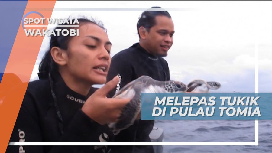 Melepas Tukik, Si Penyu Mungil di Pulau Tomia Wakatobi Sulawesi Tenggara 