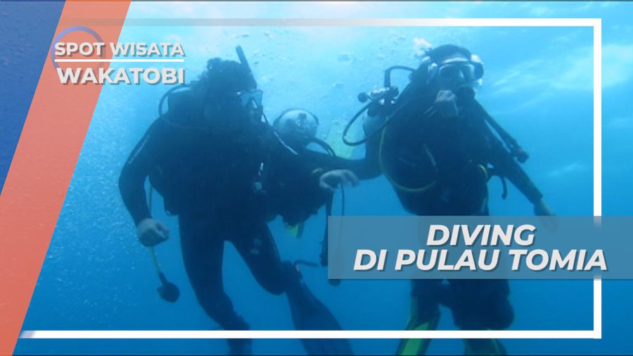 Penyelaman Bawah Air Menelusuri Panorama Indah Dasar Laut Pulau Tomia Wakatobi Sulawesi Tenggara 