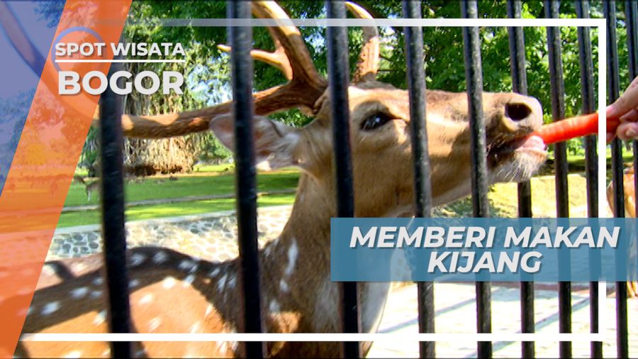 Memberi Makan Kijang di Pagar Istana Bogor Jawa Barat