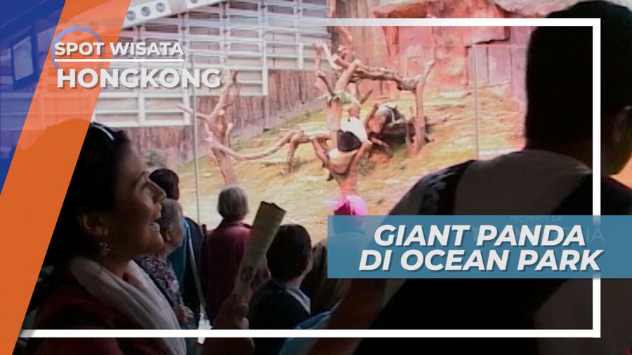 Tingkah Panda yang Lucu di Ocean Park Hongkong