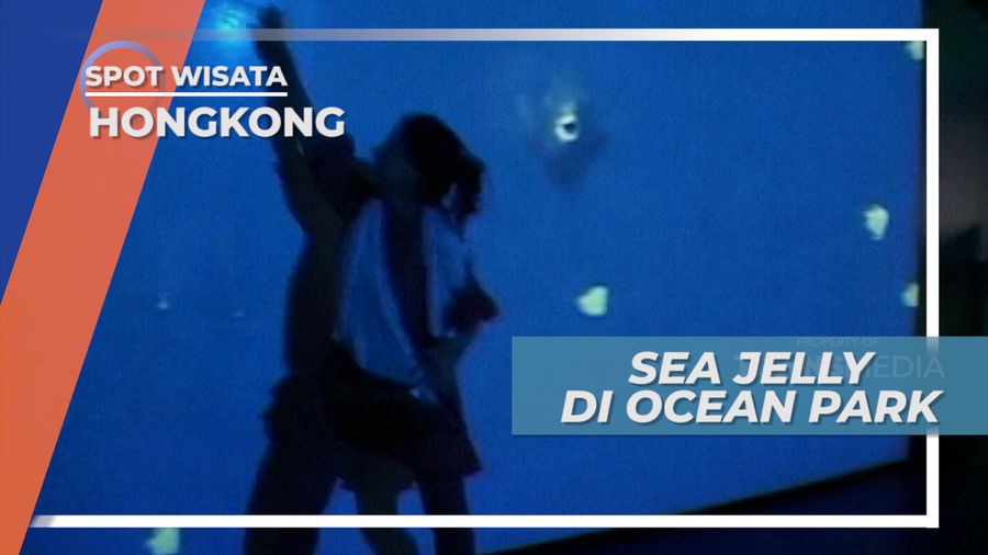 Sea Jelly, Aquarium Ubur-ubur yang Sangat Menghibur, Hongkong