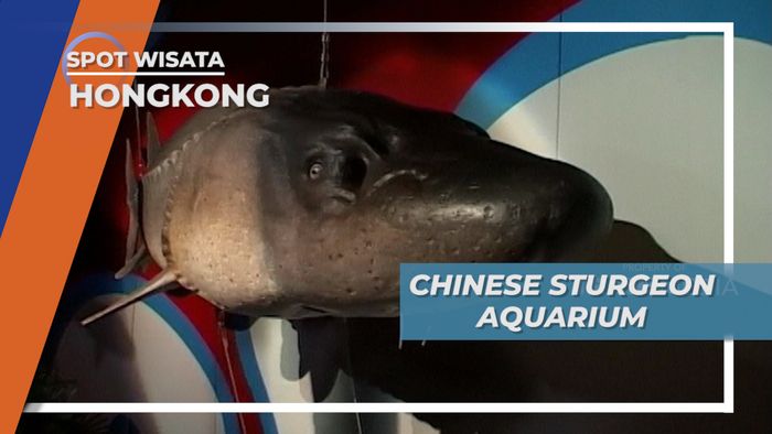 Chinese Sturgeon Aquarium Hongkong, Menyimpan Hewan Air yang Unik