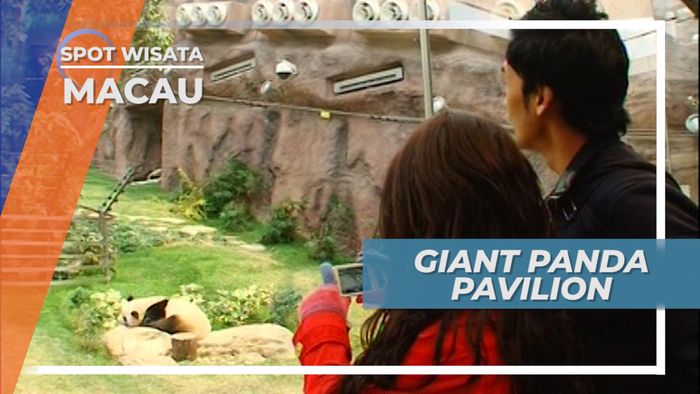 Panda yang Lucu di Giant Panda Pavilion Macau