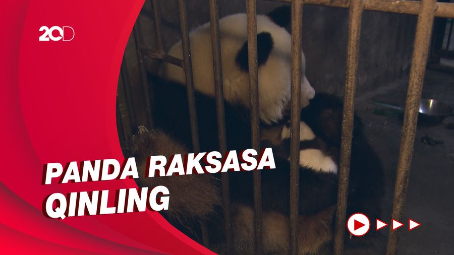 Cara Bayi Panda Dibesarkan di Pusat Penelitian China