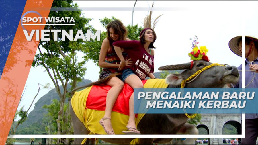 Menunggangi Kerbau sebagai Salah Satu Kegiatan Seru di Hoa Lu Vietnam
