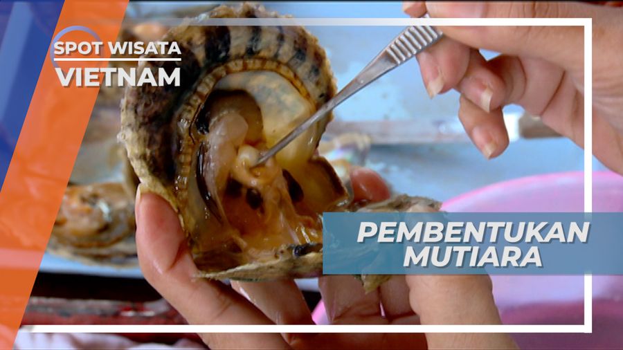 Pearl Farm Vietnam, Tempat Budidaya Mutiara Hitam