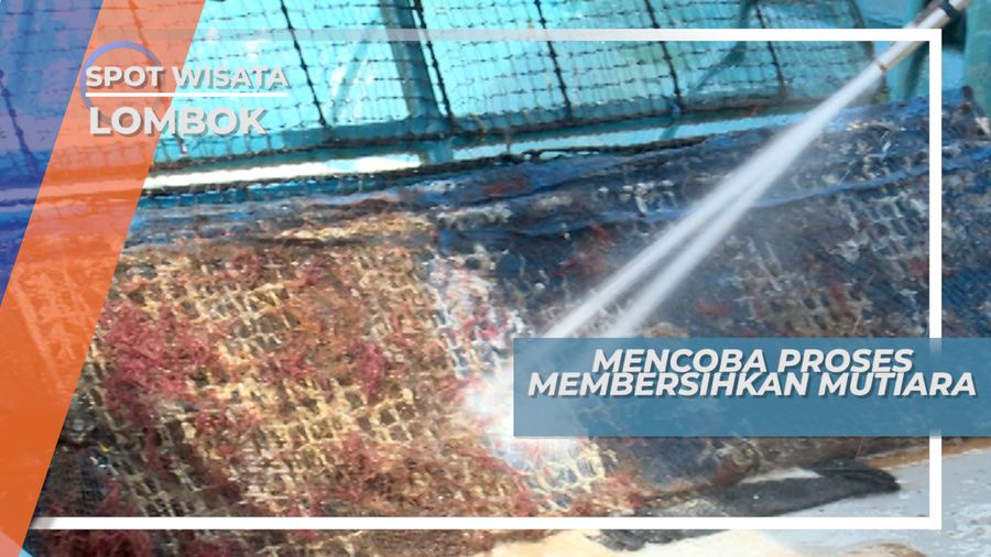 Membersihkan Mutiara yang Baru Diangkat dari Laut, Lombok