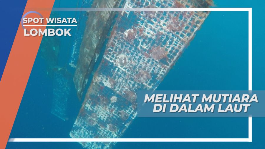 Melihat dari Dekat Kerang Penghasil Mutiara di Bawah Air, Lombok