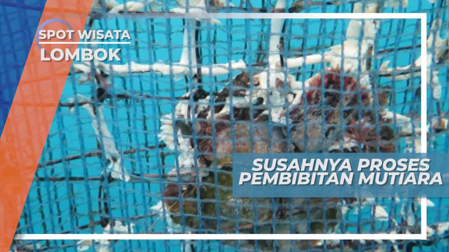 Mutiara yang Baik Ditentukan dari Proses yang Membutuhkan Kesabaran dan Ketelitian