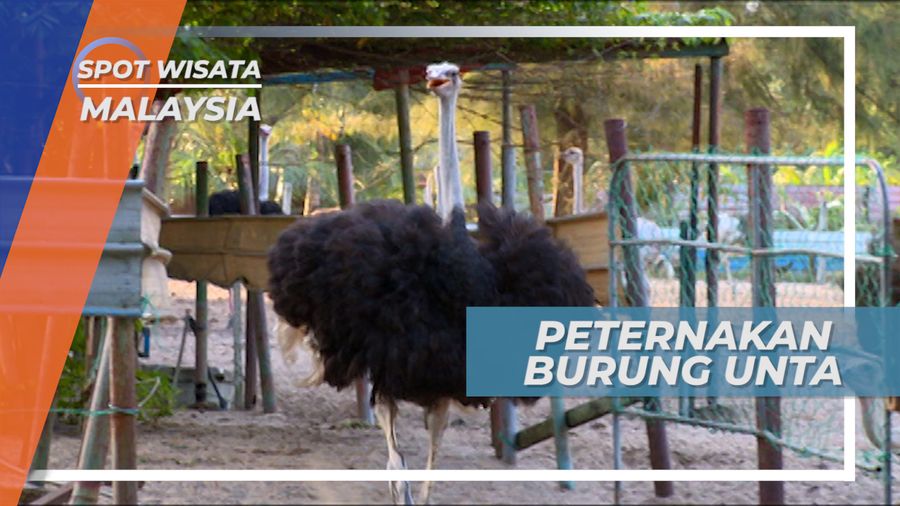 Melihat dari Dekat Burung Unta di Teluk Johor Malaysia