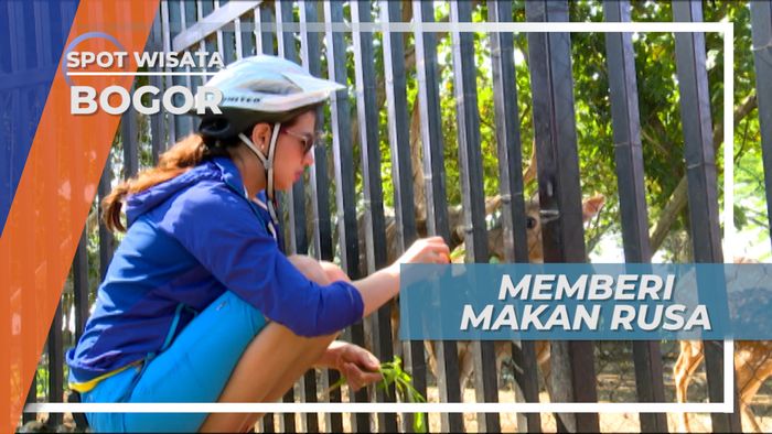 Bermodal Wortel Segar, Menikmati Keseruan Memberi Makan Rusa di Bogor