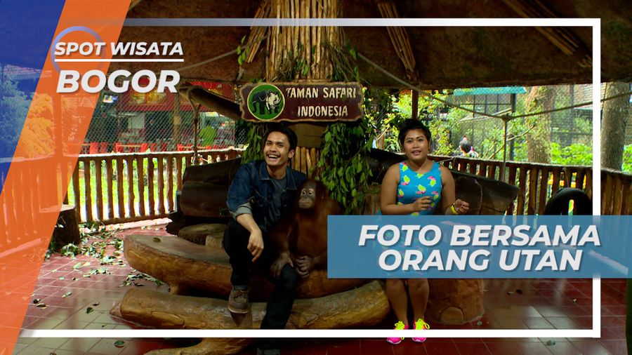 Bikin Deg-degan, Sensasi Foto Bersama Orang Utan, Bogor