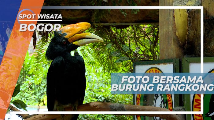 Pengalaman Seru, Foto Bersama Burung Rangkong, Bogor
