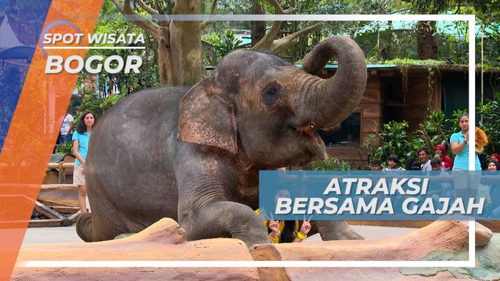 Seru Tapi Takut, Ikut Bermain Dalam Atraksi Gajah, Bogor