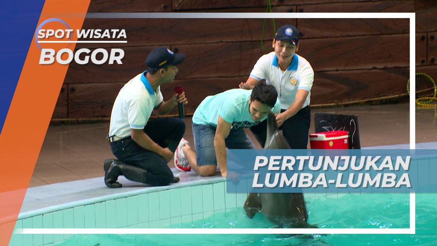 Melihat Kepintaran Lumba-lumba Dalam Berhitung, Bogor