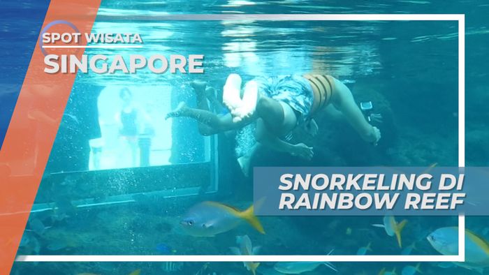 Melihat Dari Dekat Biota Laut yang Cantik, Snorkeling di Rainbow Reef Singapore
