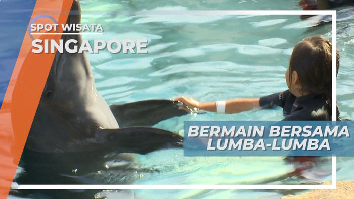 Menonton Lumba-lumba, Satwa Cerdas nan Lincah di Singapore
