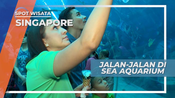 Melihat Beragam Kecantikan Biota Laut di Sea Aquarium Singapore