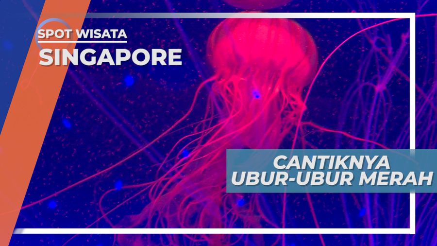 Cantik dan Mempesona, Melihat dari Dekat Ubur-ubur Merah di Singapore