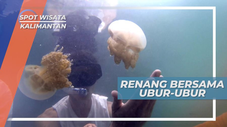 Berenang Bersama Ubur-ubur Cantik di Danau Kakaban, Kalimantan Timur