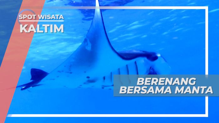 Berenang Bersama Si Raksasa Pari Manta, Tarian Bawah Air Derawan Kalimantan Timur