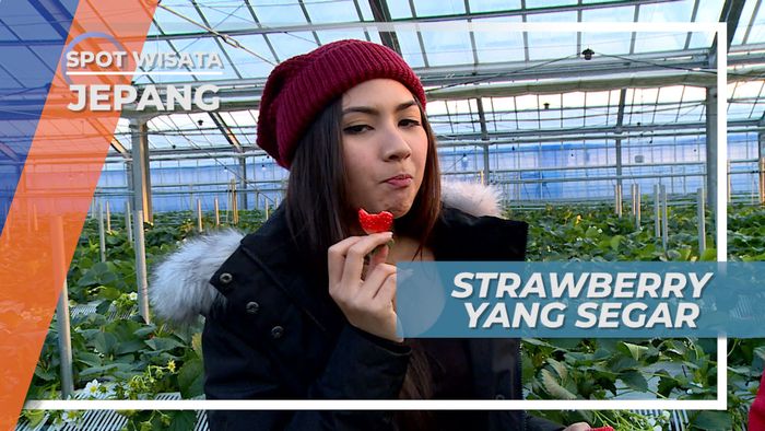 Menikmati Kesegaran Strawberry Langsung Dari Kebunnya, Jepang