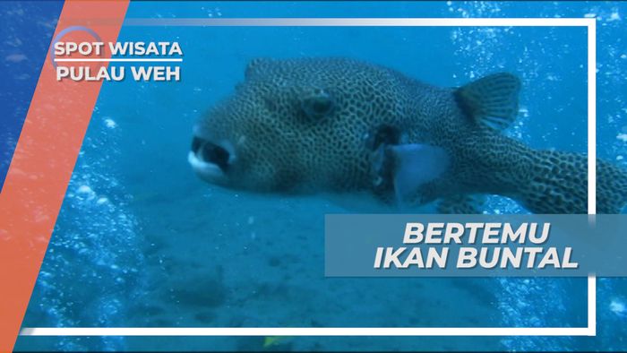 Bertemu dengan Ikan Buntal Saat Menyelam, Pulau Weh